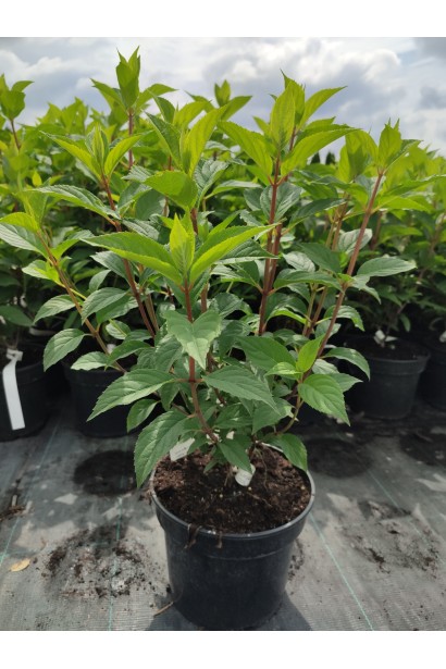 Гортензия Канделайт саженец в садовом центре.